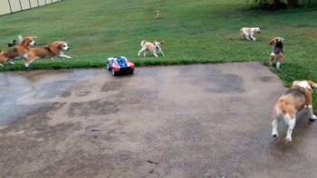 Así se entrena a una familia de beagles Así se entrena a una familia de beagles
