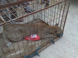 panico en neuquen: fueron a trabajar a un galpon y se encontraron con un puma panico en neuquen: fueron a trabajar a un galpon y se encontraron con un puma