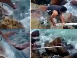 Un tiburón asustó a todos en la escollera de Mar del Plata Un tiburón asustó a todos en la escollera de Mar del Plata