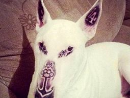 La foto del perro con la cara tatuada que generó indinación en Facebook. La foto del perro con la cara tatuada que generó indinación en Facebook.
