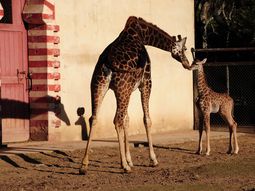 Gentileza Zoo de Buenos Aires Foto Laura Gravino Gentileza Zoo de Buenos Aires Foto Laura Gravino