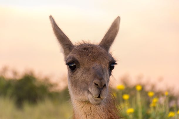 Puerto Madryn: las mejores cuatro estancias para disfrutar del verano 2018