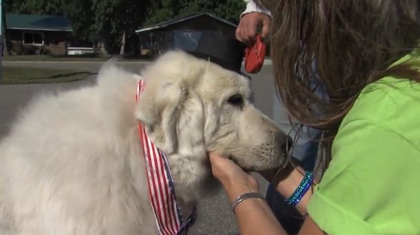 Eligen a un perro como alcalde de una localidad den EE.UU.