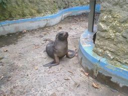 encontro un lobo marino en la costa y lo llevo en remis al zoologico encontro un lobo marino en la costa y lo llevo en remis al zoologico