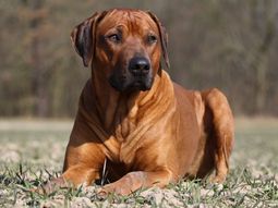 tuvo sexo con su perro y le mando video a la novia tuvo sexo con su perro y le mando video a la novia