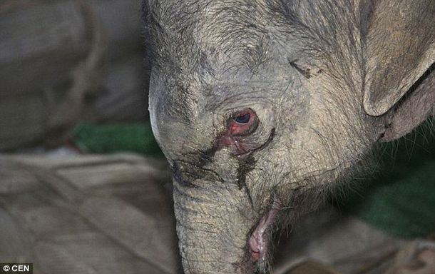 VIDEO: Un elefante bebé llora 5 horas sin parar porque su madre lo rechazó