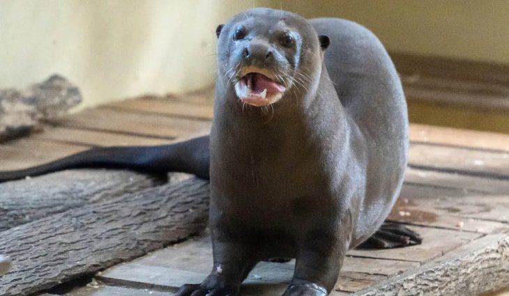 Encontraron una nutria gigante que se creía extinguida en Chaco
