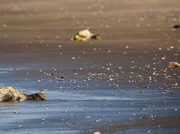 Develan el misterio de los 700 pingüinos muertos en Brasil