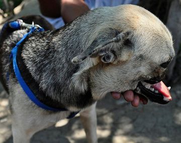 La emocionante historia de la perra que se quedó sin hocico