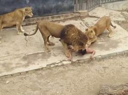 la dura infancia del joven que se tiro a la jaula de los leones para quitarse la vida la dura infancia del joven que se tiro a la jaula de los leones para quitarse la vida