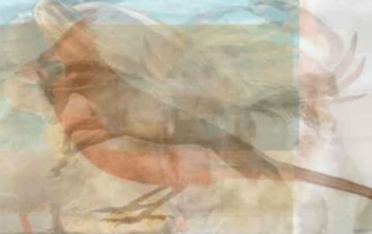 Lo que más valoras en una relación según el animal que veas primero.