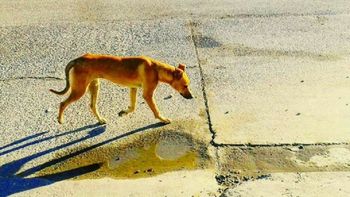 La foto de una perra que terminó con un reencuentro en Chubut La foto de una perra que terminó con un reencuentro en Chubut