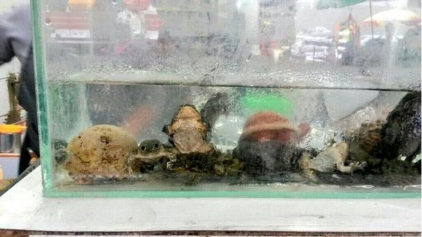 Insólita costumbre en Perú: se populariza el consumo de extracto de rana por el frío