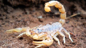 Un bebé fue picado por un alacrán el Córdoba Un bebé fue picado por un alacrán el Córdoba