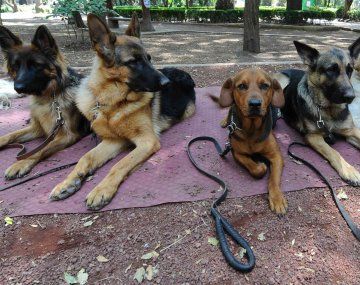 Dejaron carne envenenada en el Parque Rivadavia para matar perros