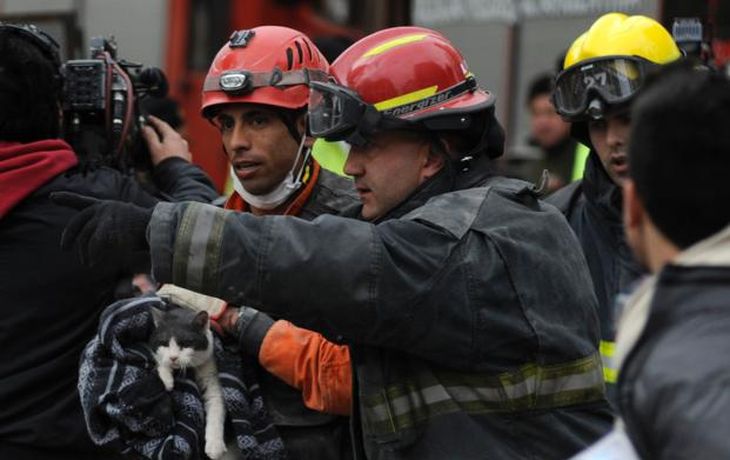 Encontraron un gato sano y salvo abajo de los escombros