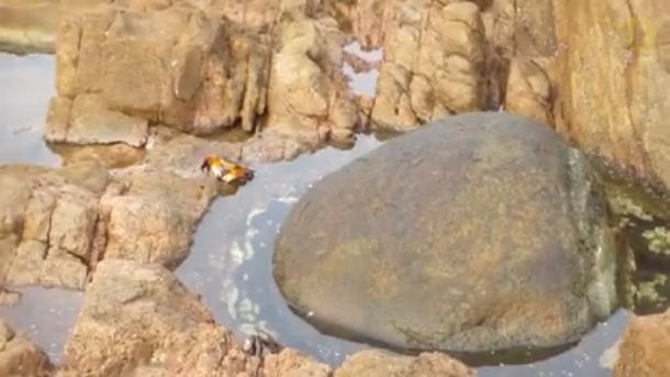 Un cangrejo paseaba tranquilo por la roca hasta que un pulpo lo atacó