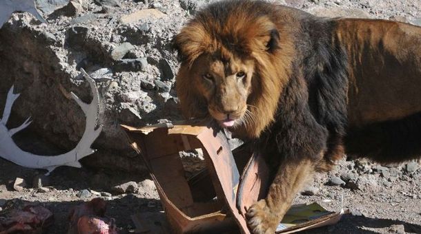 Murió un león en el zoológico de Mendoza en una cirugía