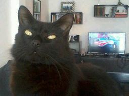 a seis dias de la tragedia en rosario, un joven encontro a su gato a seis dias de la tragedia en rosario, un joven encontro a su gato