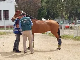 Qué es la Encefalomielitis Equina y cómo se contagia