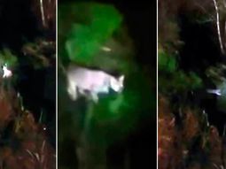 rescataron a un puma en pilar y estiman que lo tenian como mascota rescataron a un puma en pilar y estiman que lo tenian como mascota