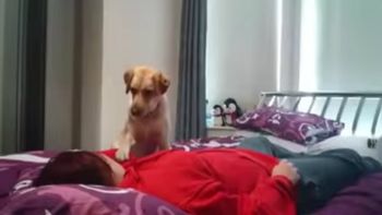 una perra salva a su duena de un ataque de epilepsia una perra salva a su duena de un ataque de epilepsia