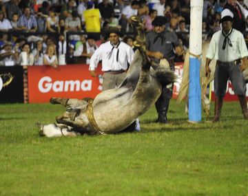 Jesús María: el fiscal descarta crueldad contra las yeguas