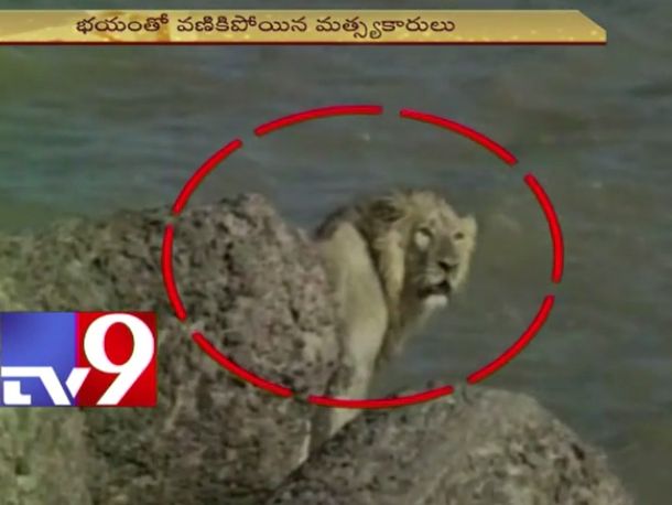 Rescate arriesgado: salvaron a un león que se tiró al mar