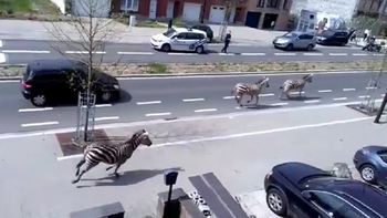tres cebras se escaparon y causaron caos en bruselas tres cebras se escaparon y causaron caos en bruselas