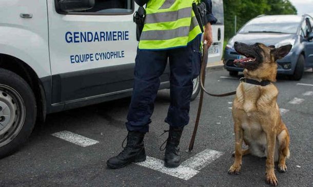 Atentados en París: Diesel, la perra antibombas que murió durante los ataques