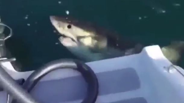 Disfrutaban de un día de pesca, hasta que apareció un tiburón: mirá el brutal ataque