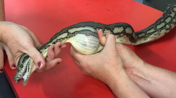 Una serpiente se tragó una pelota de tenis