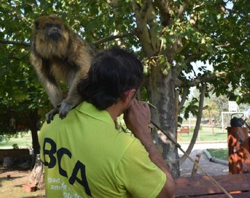 Rescatan monos en cautiverio