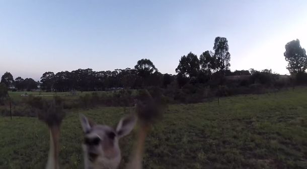 Canguro le hace frente a un drone y lo noquea de un golpe