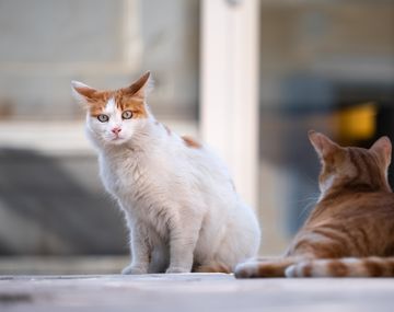 Por qué hoy es el Día del Gato