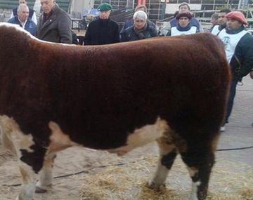 El primer animal de la Exposición Rural ingresa esta mañana al predio
