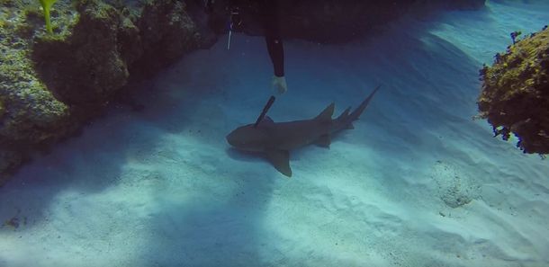 Un buzo salvó a un tiburón que tenía clavado un cuchillo