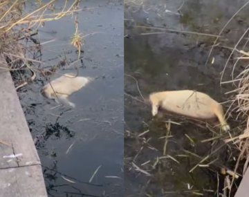 Aparecieron crías de carpincho ahogadas en Nordelta