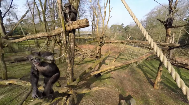 Un mono derriba un drone que grababa el zoológico