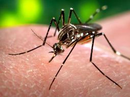 argentina reafirma acciones para evitar llegada del virus zika argentina reafirma acciones para evitar llegada del virus zika