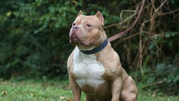 podria ir preso porque su perro mato a un nene: ¿la culpa fue del dueno o de la mascota? podria ir preso porque su perro mato a un nene: ¿la culpa fue del dueno o de la mascota?