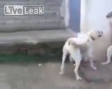 La mamá de los cachorros no dudó en atacar al perro que les ladró