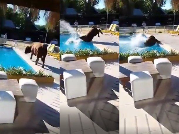 En plena ola de calor, un toro se tiró a una pileta en Villa Ramallo