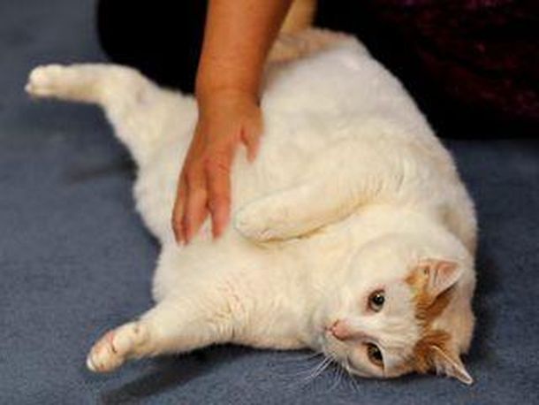 Gatito