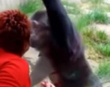 Un zoológico prohibió la entrada a una mujer que tenía una aventura con un chimpancé