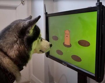 Videojuegos para perros que ayudan a prevenir la demencia