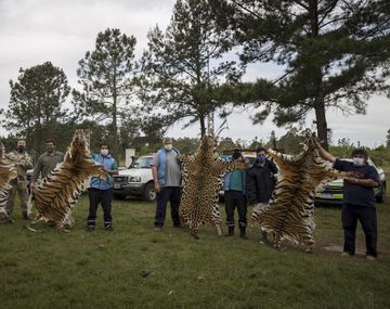 Entre R&iacute;os: encontraron alfombras de tigre y leopardo tras la denuncia de faltante de animales en un zool&oacute;gico