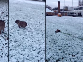 VIDEO: Mirá la tierna reacción de este bulldog francés al conocer la nieve
