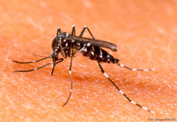 Admiten un brote de dengue en la capital de Córdoba