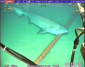 Los tiburones ponen en peligro las comunicaciones de Google